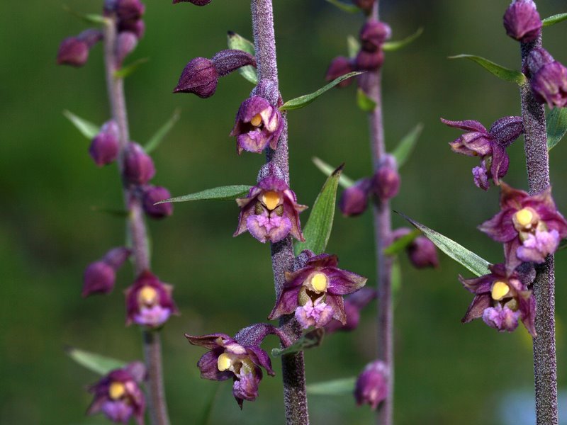 Orchidee val Brenta